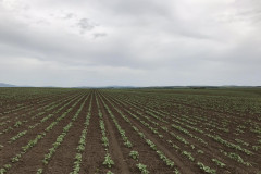 Floarea soarelui Berliste 11.05.2020